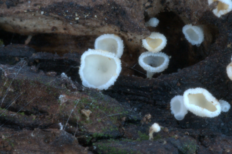Dasyscyphella nivea - desolazia due